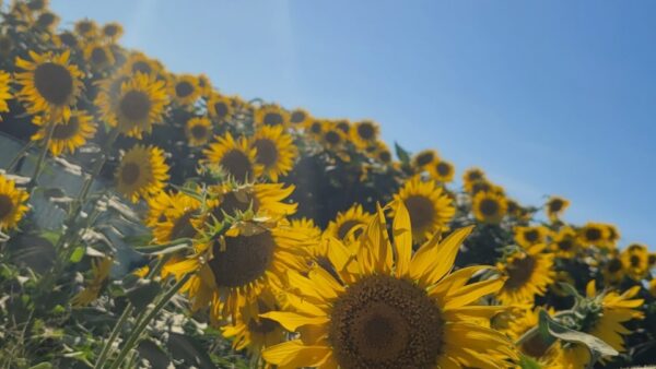 ヨガで夏バテ対策♪