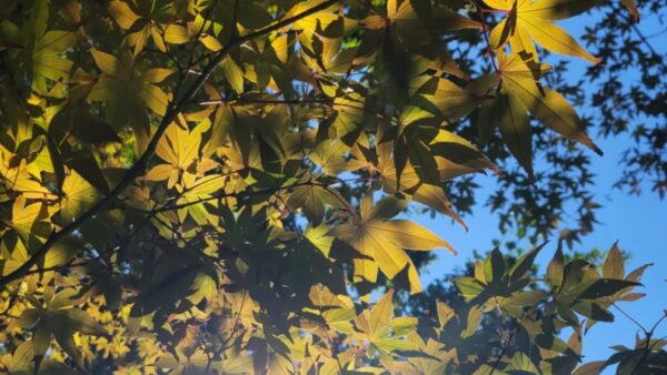 心地よく秋を過ごすために🍁